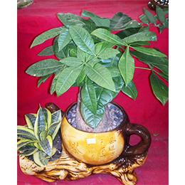 發(fā)財(cái)樹(shù)頭組合盆栽