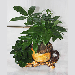 發(fā)財(cái)樹(shù)組合盆栽